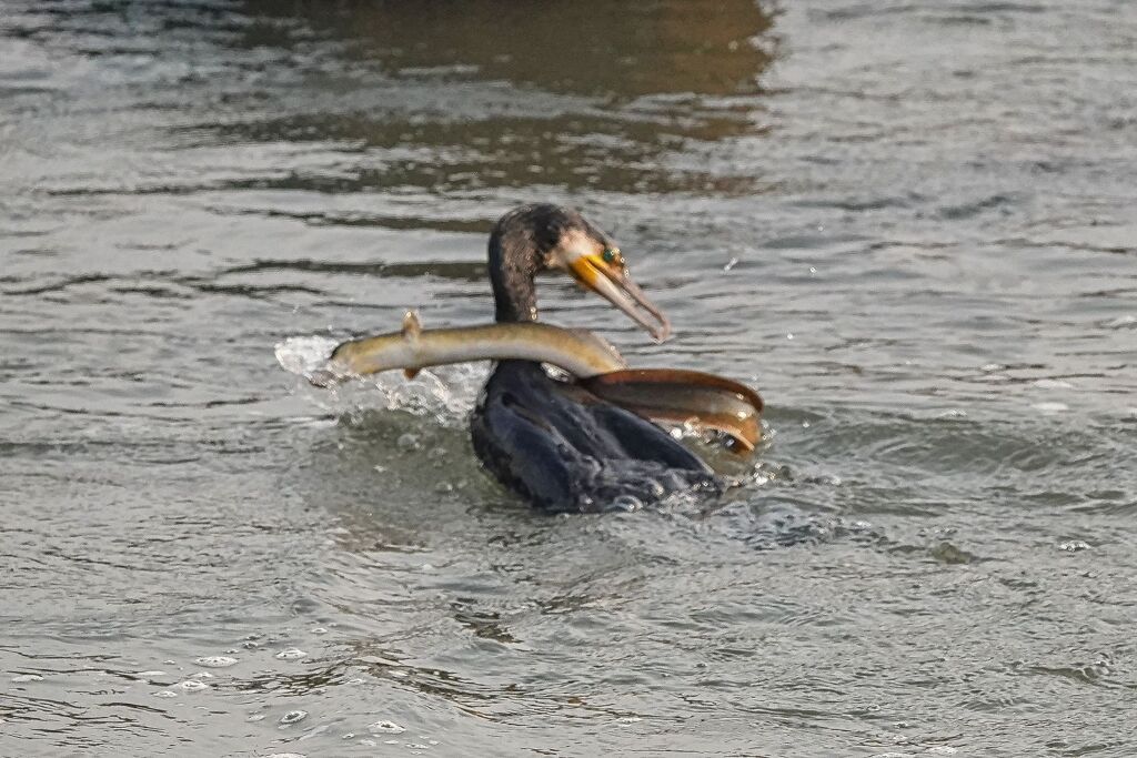 カワウとウナギの戦い　結末