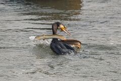 カワウとウナギの戦い　結末