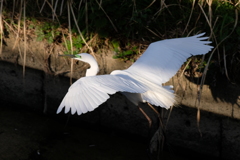 DSCF0426