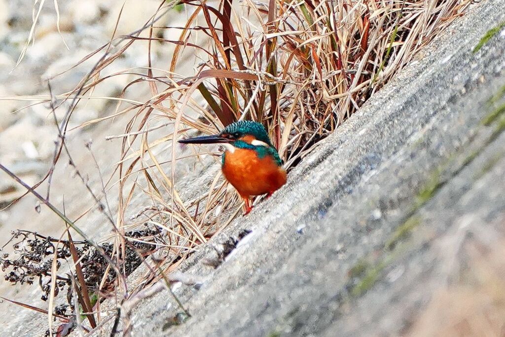 傾斜のカワセミ