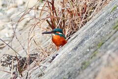 傾斜のカワセミ