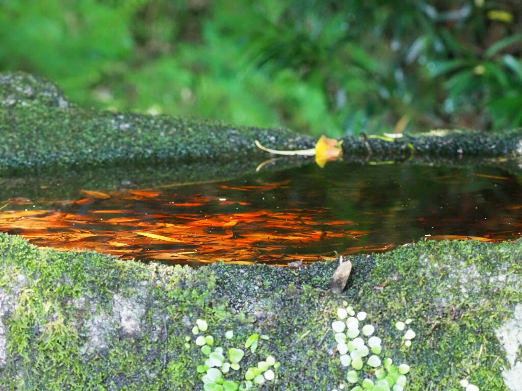 水鏡