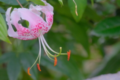 オニユリ