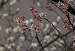冬桜