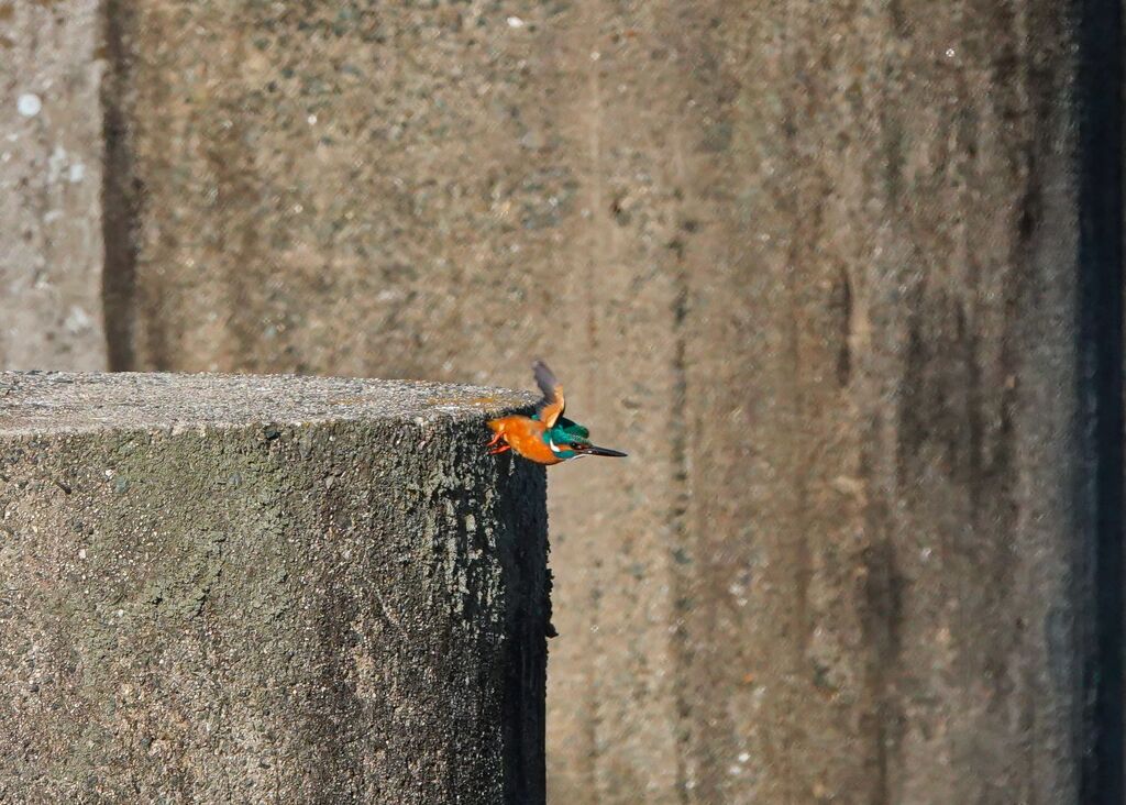カワちゃんの飛び出し