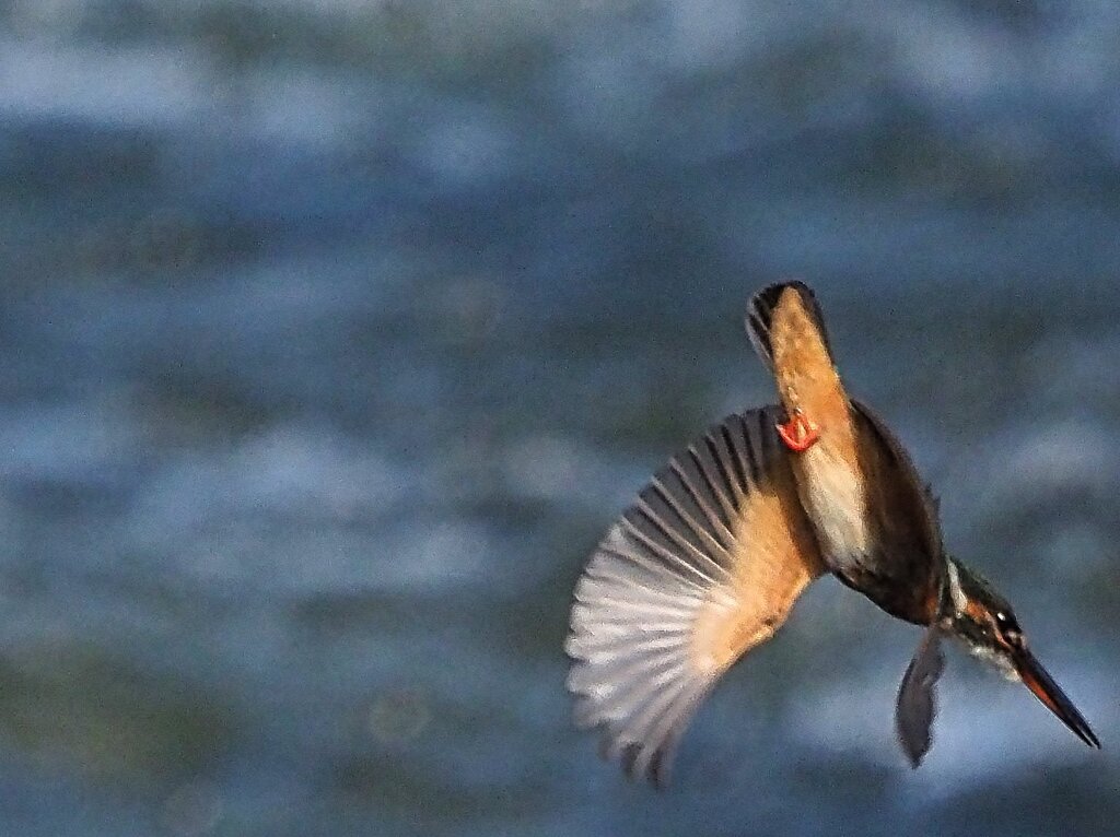 カワセミ②