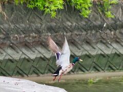 カモ飛び出し