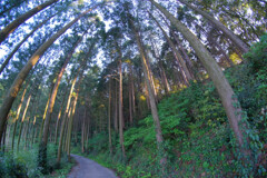 近くのお山で