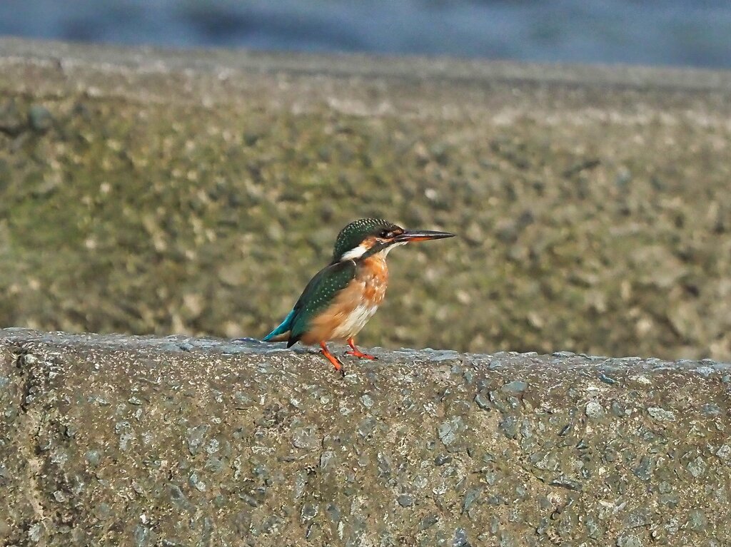 今日のカワセミ君