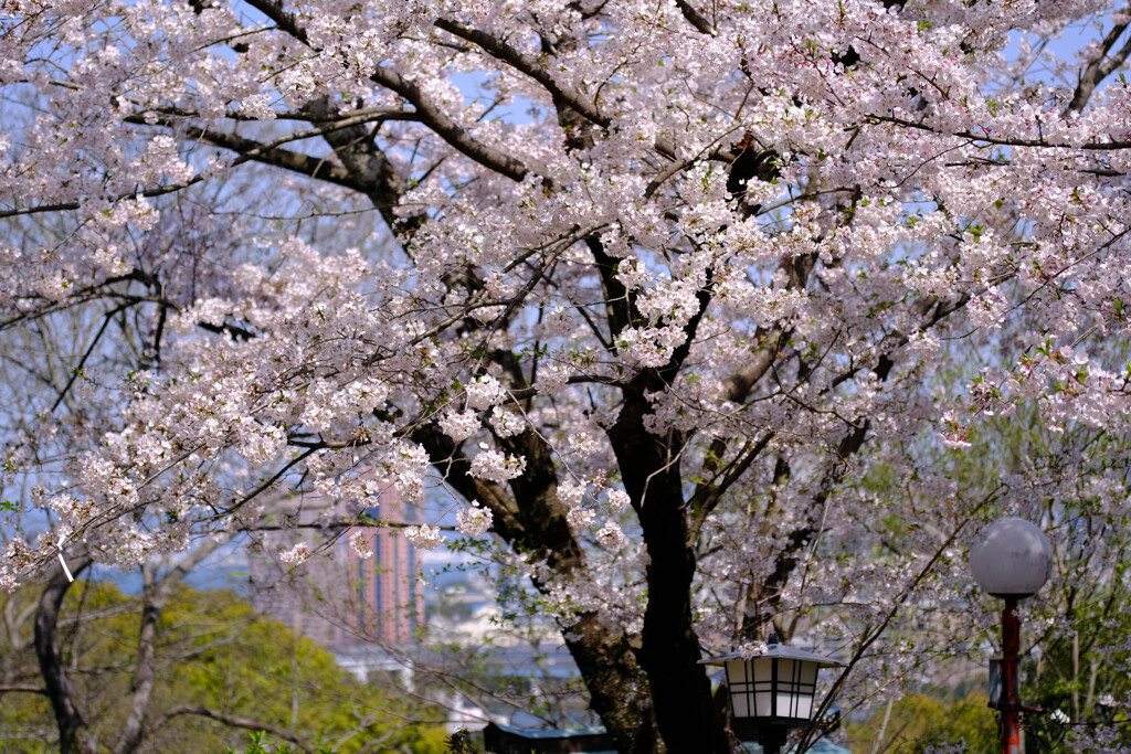 愛宕桜