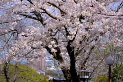 愛宕桜