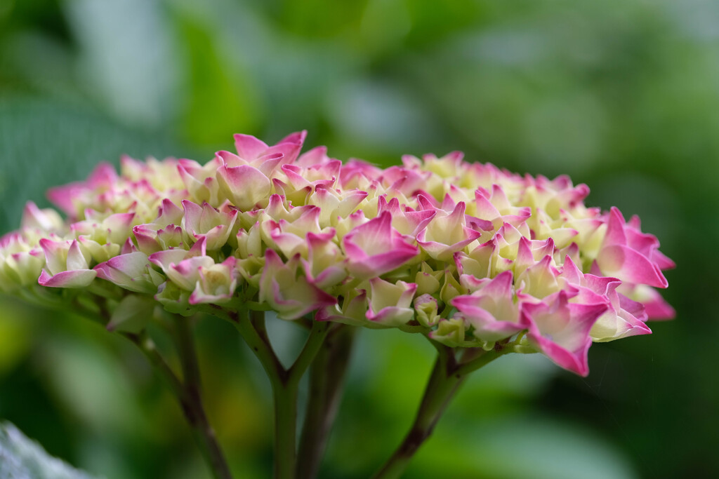 白糸の紫陽花　５分咲き