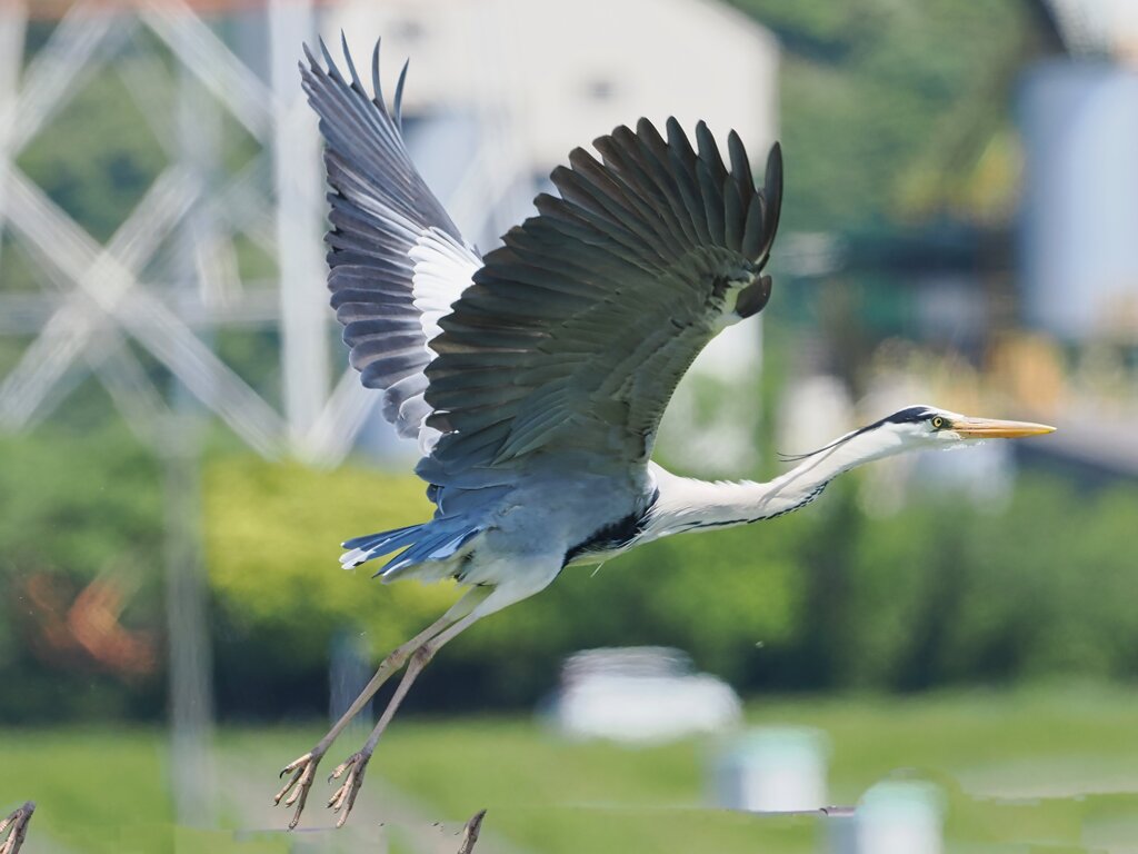 アオサギ