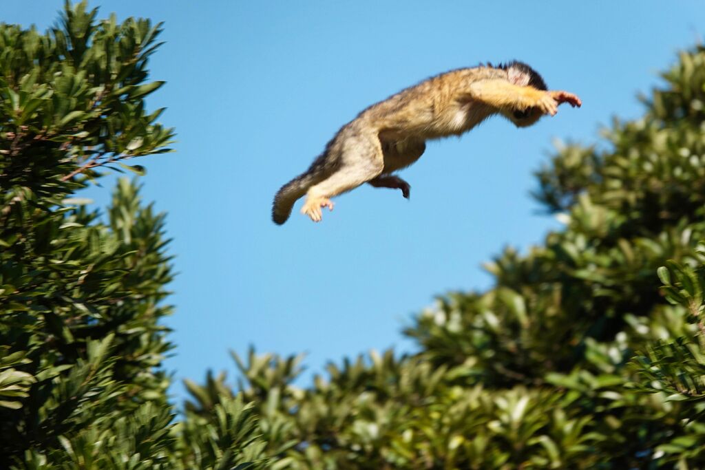 サル飛び