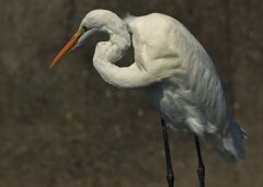サギ