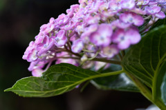散歩で出逢った花たち10