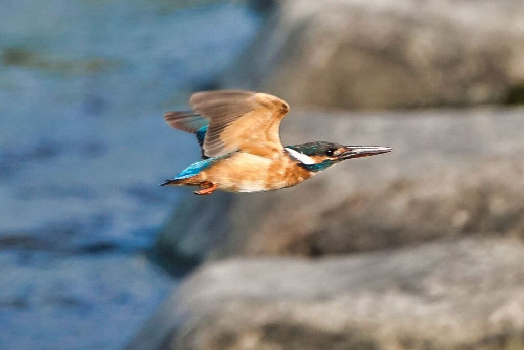 飛翔