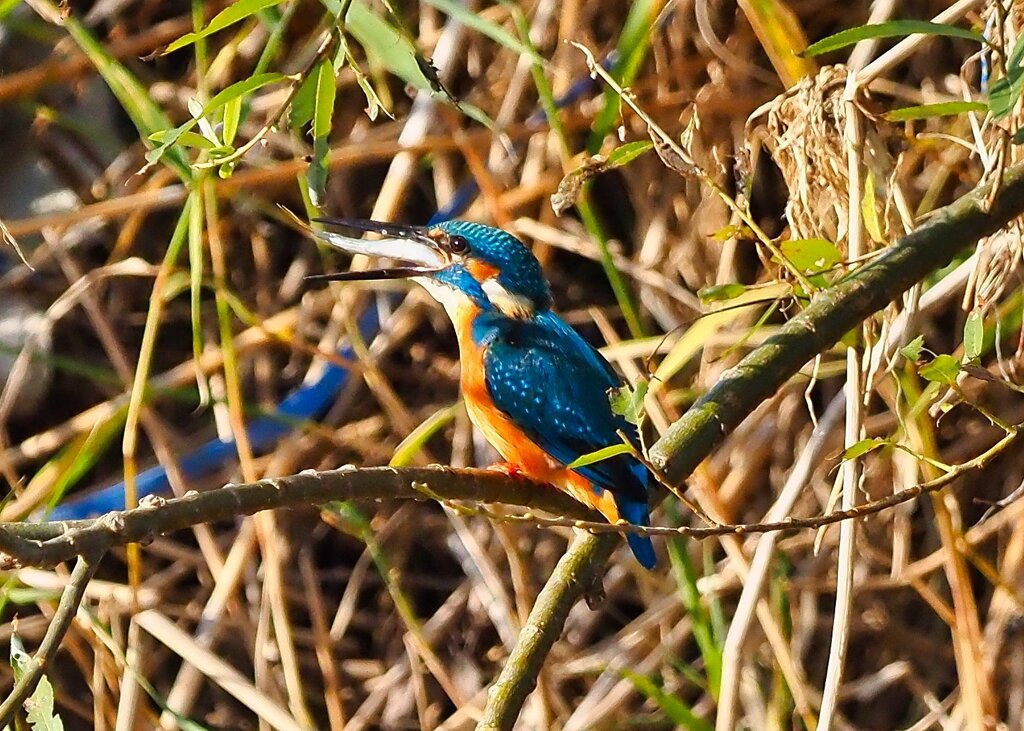 カワセミ朝食②