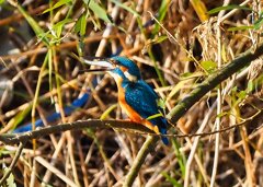 カワセミ朝食②