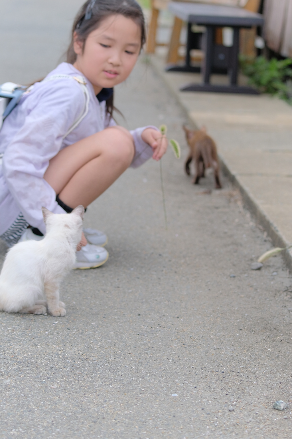 猫を労わる
