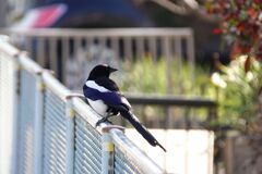 カササギ