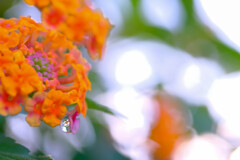 雫4