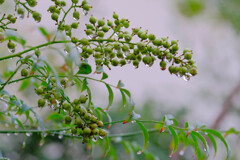 雫7