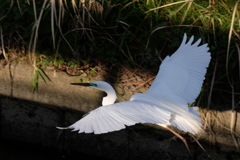 DSCF0424