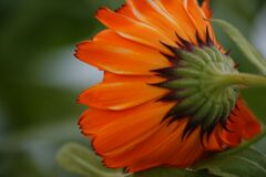花の襟足