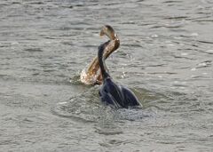 カワウとウナギの戦い　序盤