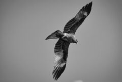 鳶  ③
