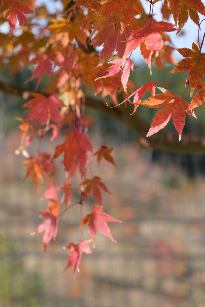 紅葉