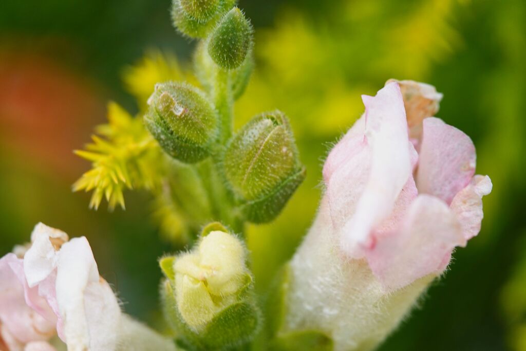 花の産毛