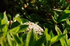 今日の花