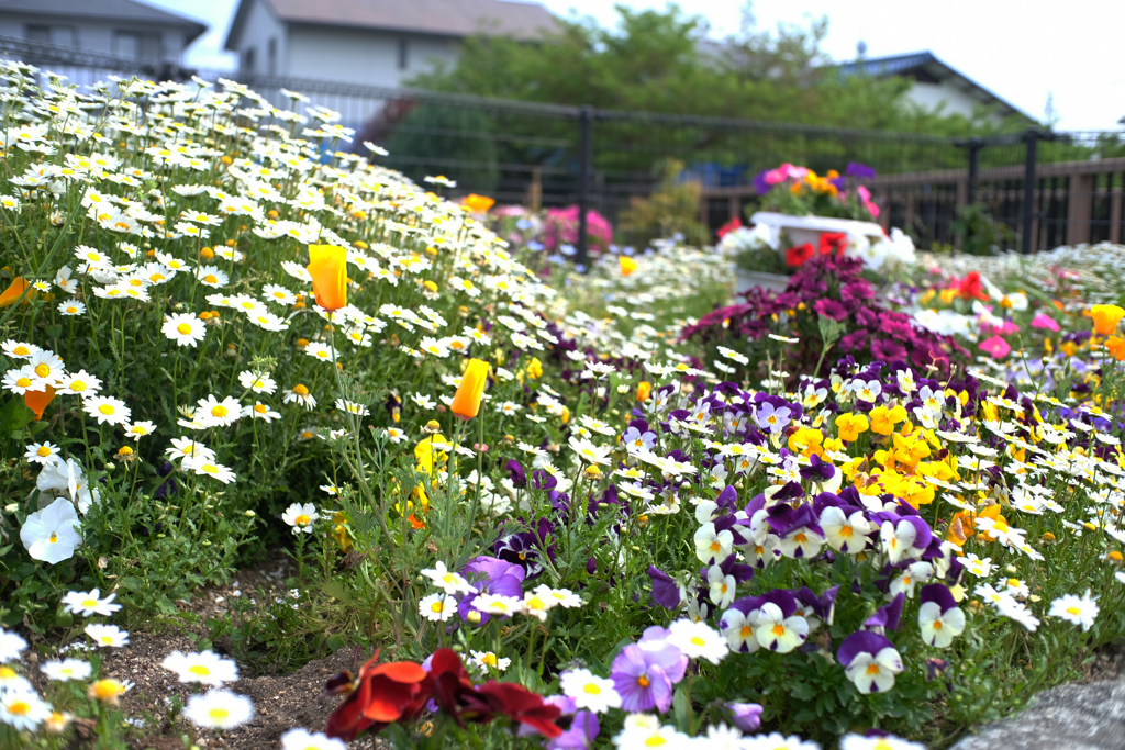 花いっぱい