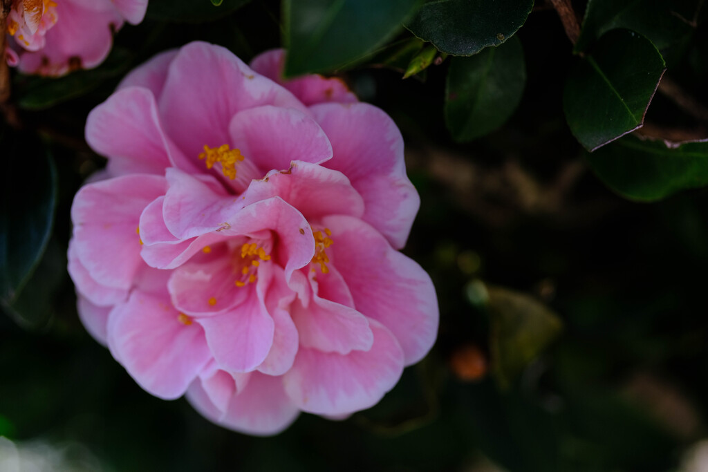 隣の花