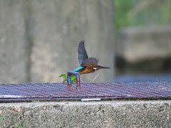 カワセミ③
