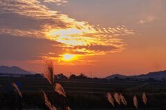 ススキノ夕陽
