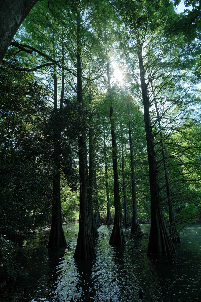 湖畔の樹5.