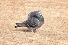 アプローチ