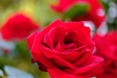 近所の花でレッスン6