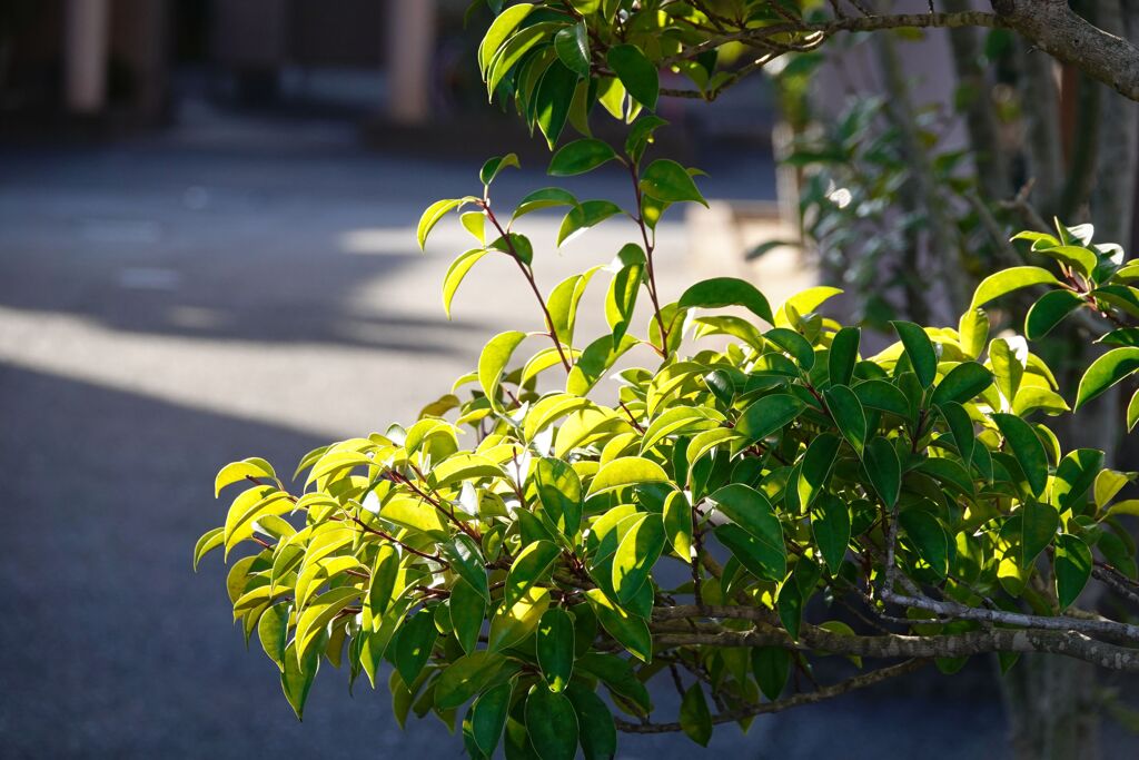 朝の陽ざし
