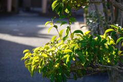 朝の陽ざし