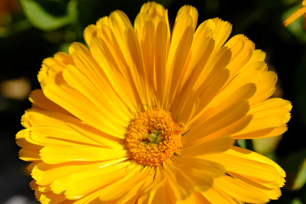 近所の花でレッスン8