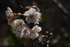 梅の花　1