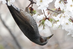 春の逆さ撮り