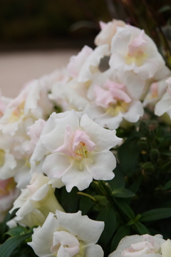 近所の花　白