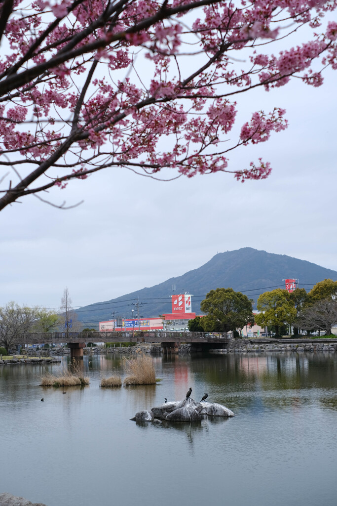 丸田池の桜2