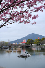 丸田池の桜2