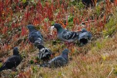 鳩の騒動